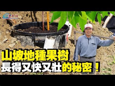 森樹種植|森樹種植的3大關鍵要素